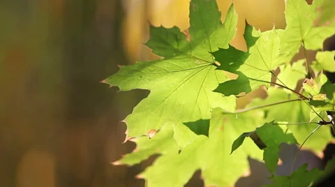 Autumn Leaves Stock Footage 56079489