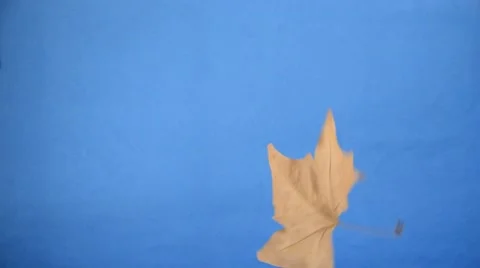 Autumn leaves Stock-Footage 67603526