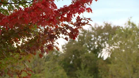 Autumn leaves Video stock 68752979