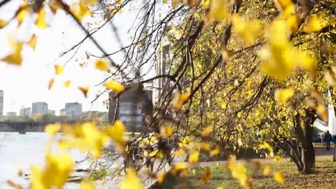 Autumn leaves Stock Footage 69096573