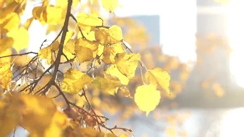 Autumn leaves Stock Footage 69096648