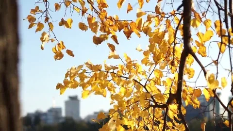 Autumn leaves Stock Footage