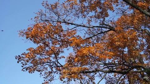Autumn leaves Video stock 73541158