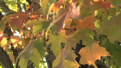 Autumn leaves Stock Footage 74062027