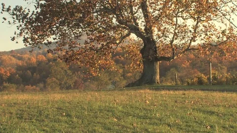 Autumn leaves Stock Footage 74062073