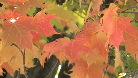 Autumn leaves Stock Footage 74062146