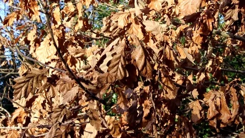 Autumn leaves Stock Footage 77863165