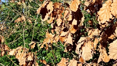 Autumn leaves Stock Footage 77863200