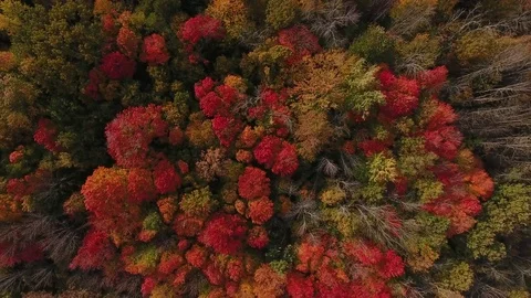 Autumn Leaves Stock Footage