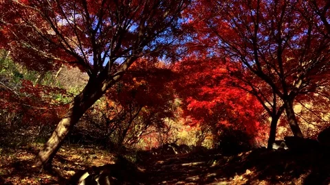 Autumn Leaves 스톡 동영상 80147205