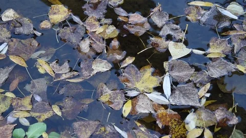 Autumn leaves Stock Footage 81319770