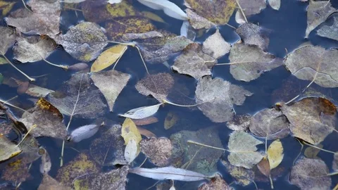 Autumn leaves Stock Footage 81319895