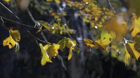 Autumn leaves Video stock 81408764