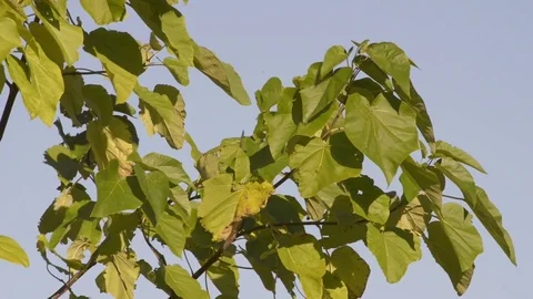 Autumn leaves Video stock 81502623