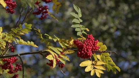 Autumn leaves Stock Footage 81503632