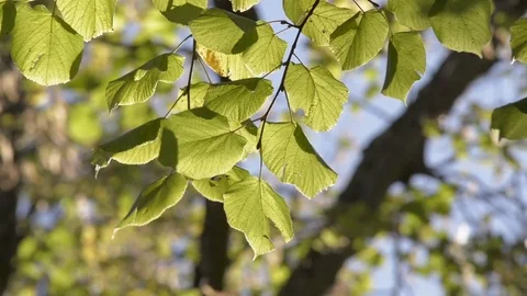 Autumn leaves Stock Footage 81503634