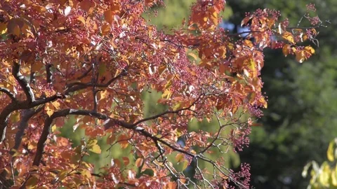 Autumn leaves Video stock 81504563