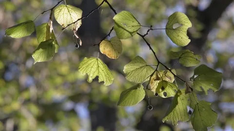 Autumn leaves Stock Footage 81504610