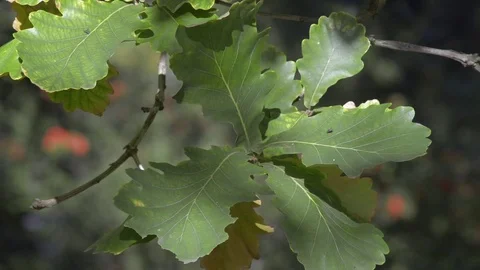 Autumn leaves Stock Footage 81504636