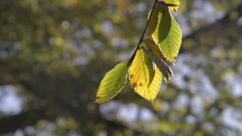 Autumn leaves Stock Footage 81507572