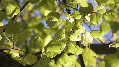 Autumn leaves Stock Footage 81507590