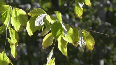 Autumn leaves Stock Footage 81507608