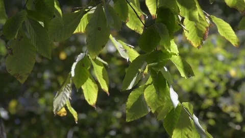 Autumn leaves Stock Footage 81507614