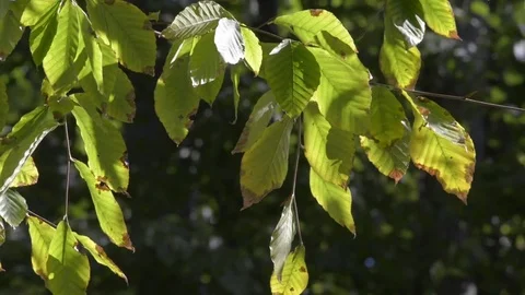 Autumn leaves Stock Footage 81507616