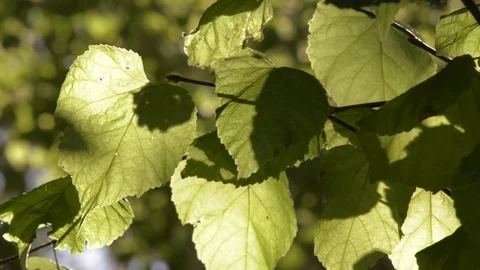 Autumn leaves Stock Footage 81507621