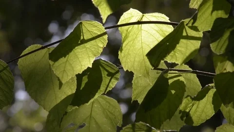 Autumn leaves Stock Footage 81507633