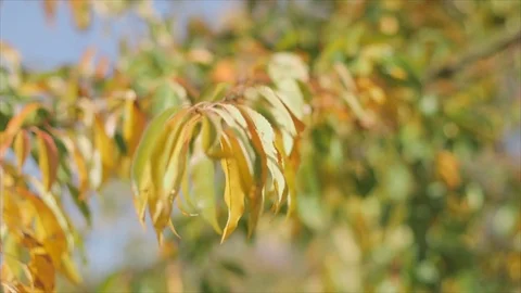 Autumn leaves Video stock 81626351