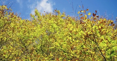 Autumn Leaves Vídeo Stock 81852265