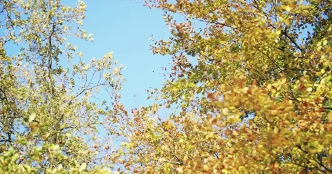 Autumn Leaves Stock Footage 81852424