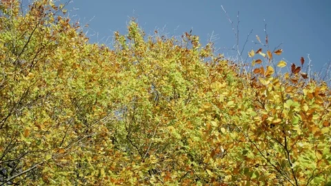 Autumn Leaves Vidéo 81853364