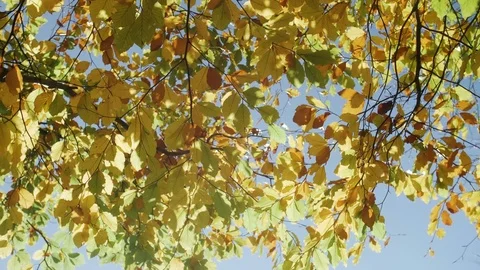 Autumn Leaves Stock Footage 81854418