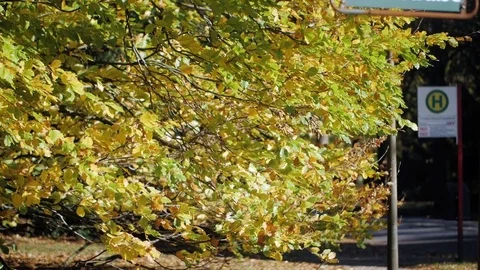 Autumn Leaves Stock Footage 81855565