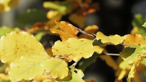 Autumn Leaves Vídeo Stock 81856159