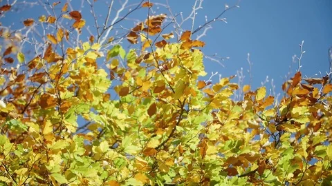 Autumn Leaves Stock Footage 81856288