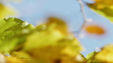 Autumn Leaves Stock Footage 81856876