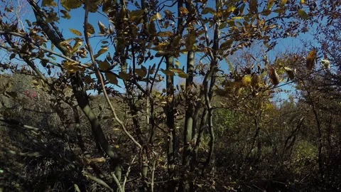 Autumn leaves Stock Footage 82044145