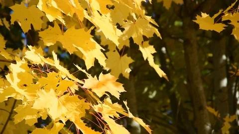 Autumn leaves Stock Footage 82306190