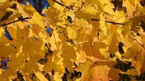 Autumn leaves Stock Footage 82307185