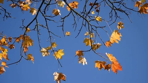 Autumn leaves Video stock 82307691
