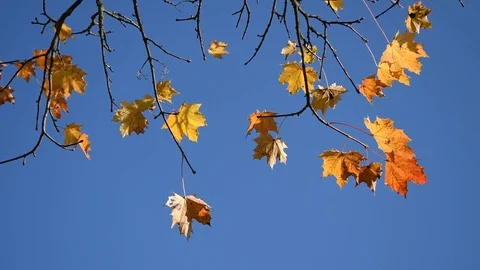 Autumn leaves Stock Footage 82308208