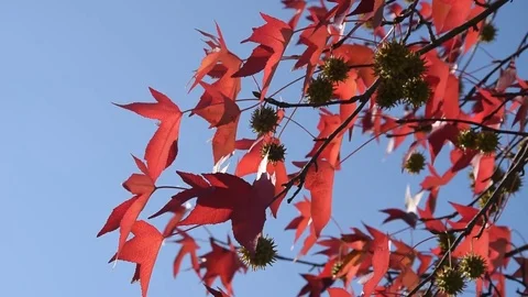 Autumn leaves Stock Footage 82310865