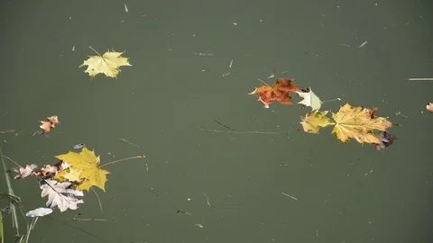 Autumn leaves Stock Footage 82619737