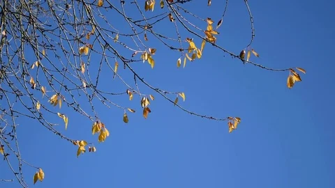 Autumn leaves Stock Footage 82620055