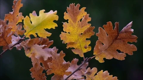 Autumn leaves Stock Footage 82832672