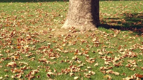 Autumn Leaves Stock Footage 83721588