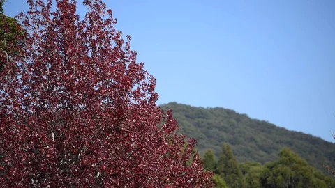 Autumn leaves 스톡 동영상 89923239